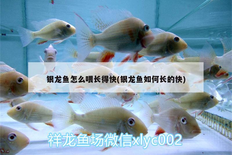 銀龍魚怎么喂長得快(銀龍魚如何長的快) 銀龍魚百科 第2張