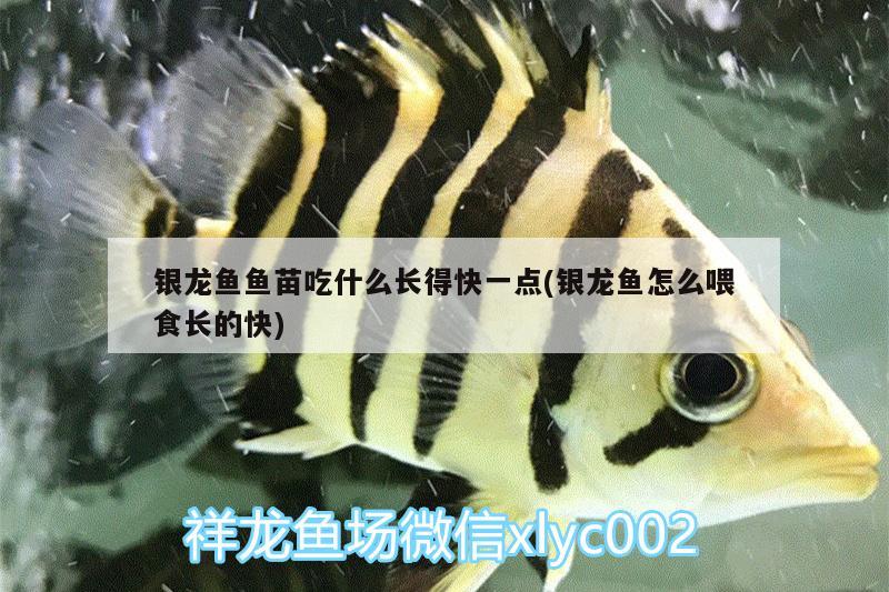 銀龍魚魚苗吃什么長得快一點(diǎn)(銀龍魚怎么喂食長的快) 銀龍魚百科