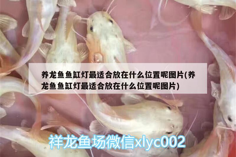 養(yǎng)龍魚魚缸燈最適合放在什么位置呢圖片(養(yǎng)龍魚魚缸燈最適合放在什么位置呢圖片)