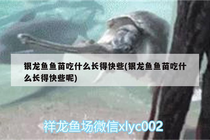 銀龍魚魚苗吃什么長得快些(銀龍魚魚苗吃什么長得快些呢)