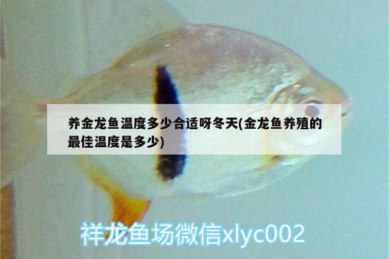 養(yǎng)金龍魚(yú)溫度多少合適呀冬天(金龍魚(yú)養(yǎng)殖的最佳溫度是多少) 水族用品