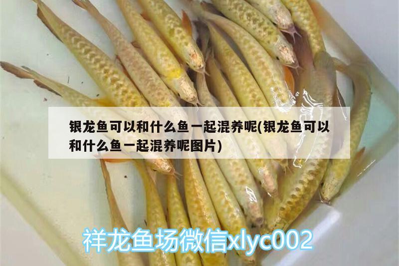 銀龍魚可以和什么魚一起混養(yǎng)呢(銀龍魚可以和什么魚一起混養(yǎng)呢圖片) 銀龍魚