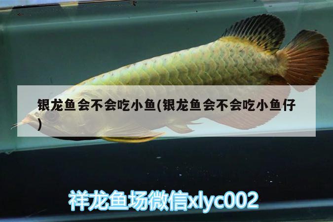 銀龍魚會不會吃小魚(銀龍魚會不會吃小魚仔) 銀龍魚