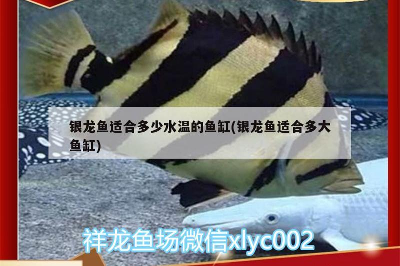 銀龍魚適合多少水溫的魚缸(銀龍魚適合多大魚缸)