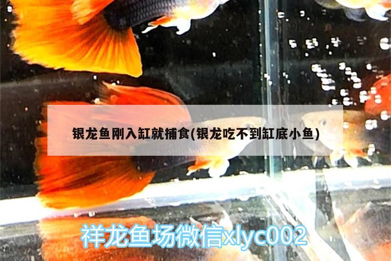 銀龍魚剛?cè)敫拙筒妒?銀龍吃不到缸底小魚)