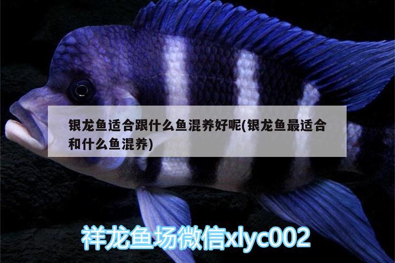 銀龍魚(yú)適合跟什么魚(yú)混養(yǎng)好呢(銀龍魚(yú)最適合和什么魚(yú)混養(yǎng))