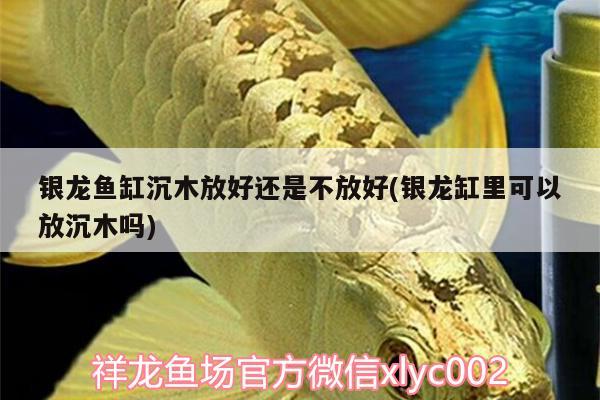 銀龍魚(yú)缸沉木放好還是不放好(銀龍缸里可以放沉木嗎)