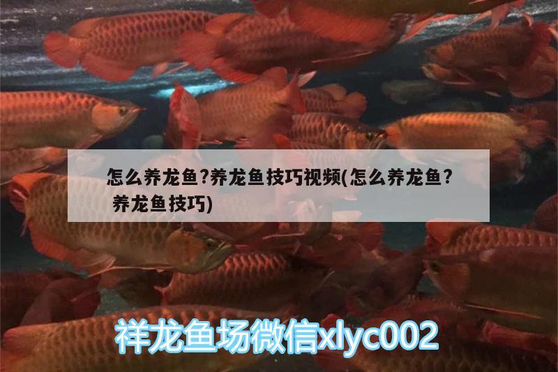 怎么養(yǎng)龍魚?養(yǎng)龍魚技巧視頻(怎么養(yǎng)龍魚?養(yǎng)龍魚技巧)