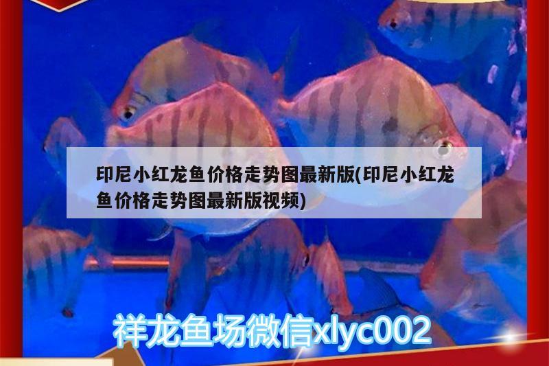 印尼小紅龍魚價格走勢圖最新版(印尼小紅龍魚價格走勢圖最新版視頻) 印尼小紅龍