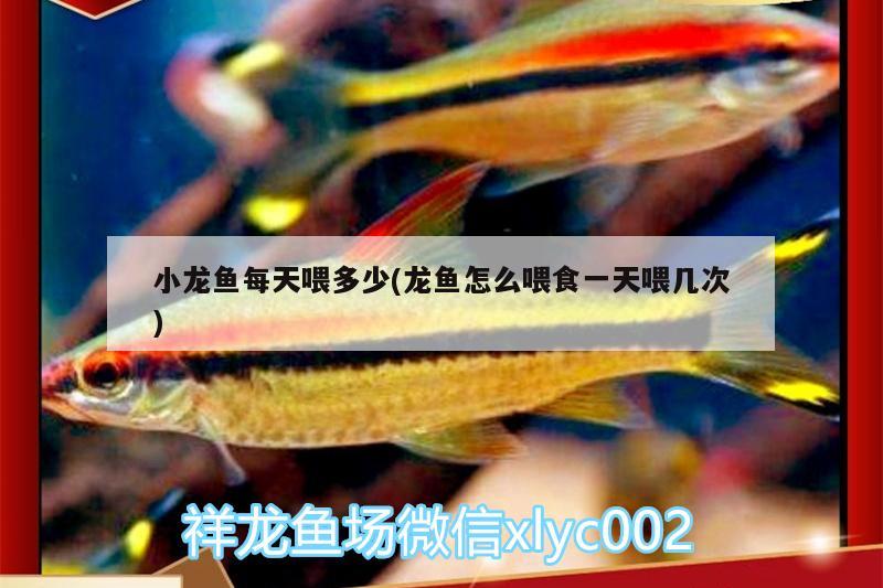 小龍魚每天喂多少(龍魚怎么喂食一天喂幾次) 祥龍魚場(chǎng)