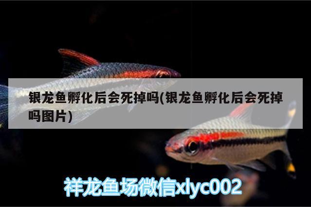 銀龍魚(yú)孵化后會(huì)死掉嗎(銀龍魚(yú)孵化后會(huì)死掉嗎圖片)