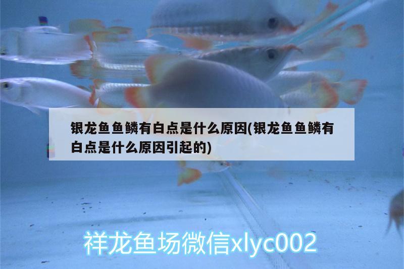 銀龍魚魚鱗有白點是什么原因(銀龍魚魚鱗有白點是什么原因引起的) 銀龍魚