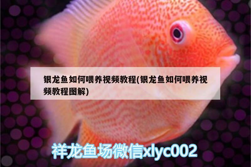 銀龍魚如何喂養(yǎng)視頻教程(銀龍魚如何喂養(yǎng)視頻教程圖解)