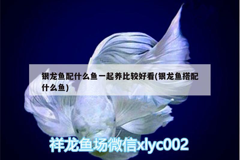 銀龍魚配什么魚一起養(yǎng)比較好看(銀龍魚搭配什么魚) 銀龍魚百科