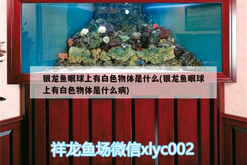 銀龍魚眼球上有白色物體是什么(銀龍魚眼球上有白色物體是什么病)