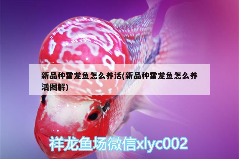 新品種雷龍魚怎么養(yǎng)活(新品種雷龍魚怎么養(yǎng)活圖解) 新加坡號半紅龍魚（練手級紅龍魚）