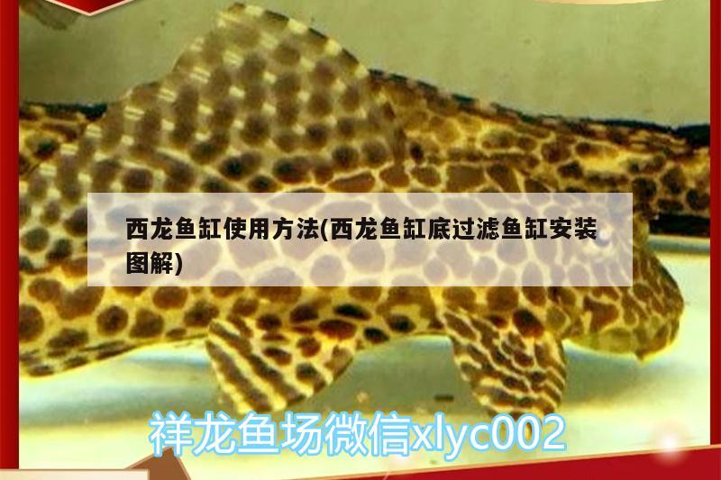 西龍魚缸使用方法(西龍魚缸底過濾魚缸安裝圖解)