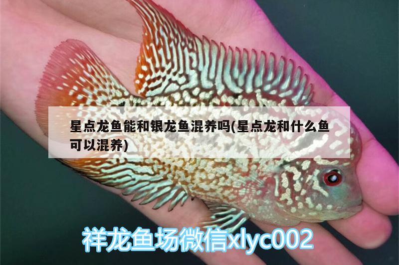 星點(diǎn)龍魚能和銀龍魚混養(yǎng)嗎(星點(diǎn)龍和什么魚可以混養(yǎng)) 銀龍魚