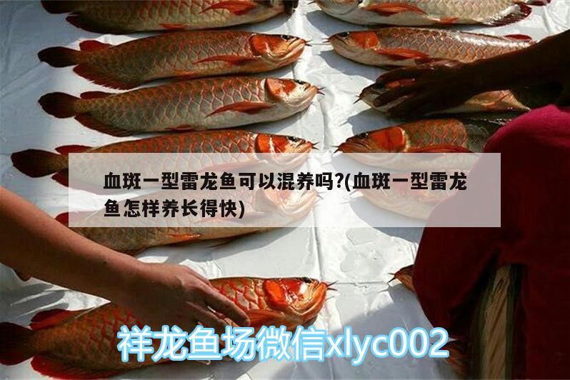 血斑一型雷龍魚可以混養(yǎng)嗎?(血斑一型雷龍魚怎樣養(yǎng)長得快) 三色錦鯉魚