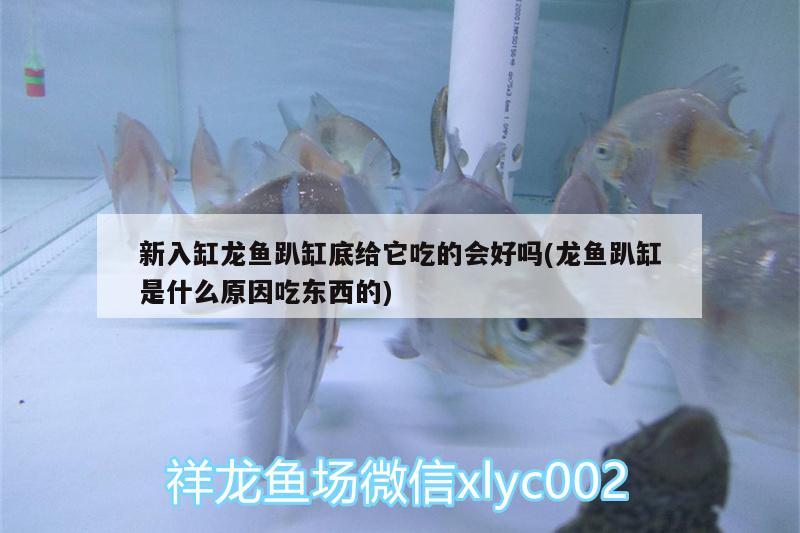 新入缸龍魚(yú)趴缸底給它吃的會(huì)好嗎(龍魚(yú)趴缸是什么原因吃東西的)