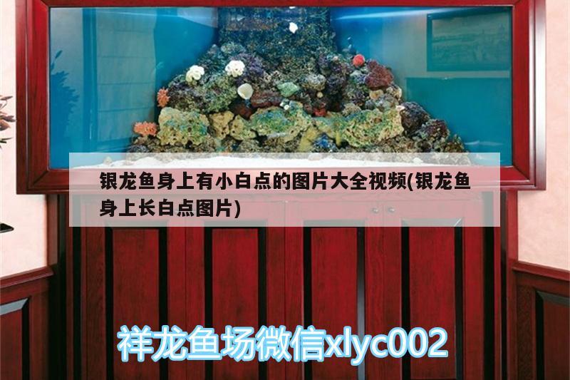 銀龍魚身上有小白點的圖片大全視頻(銀龍魚身上長白點圖片) 銀龍魚百科