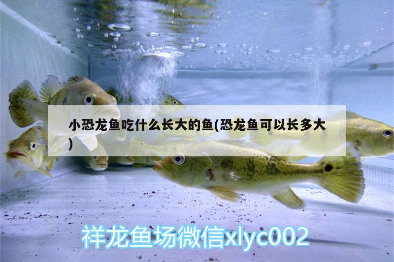 小恐龍魚吃什么長大的魚(恐龍魚可以長多大) 過濾設(shè)備