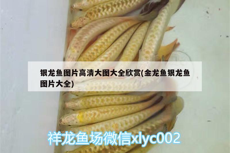 銀龍魚圖片高清大圖大全欣賞(金龍魚銀龍魚圖片大全)