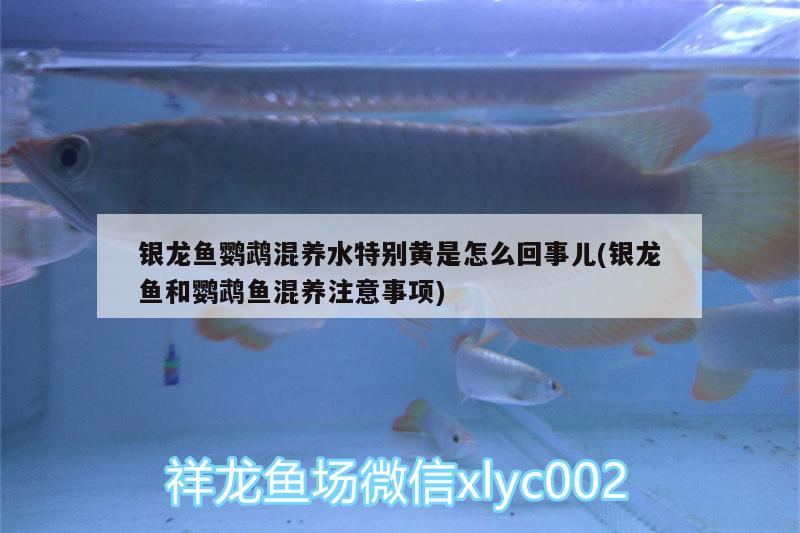 銀龍魚(yú)鸚鵡混養(yǎng)水特別黃是怎么回事兒(銀龍魚(yú)和鸚鵡魚(yú)混養(yǎng)注意事項(xiàng)) 鸚鵡魚(yú)