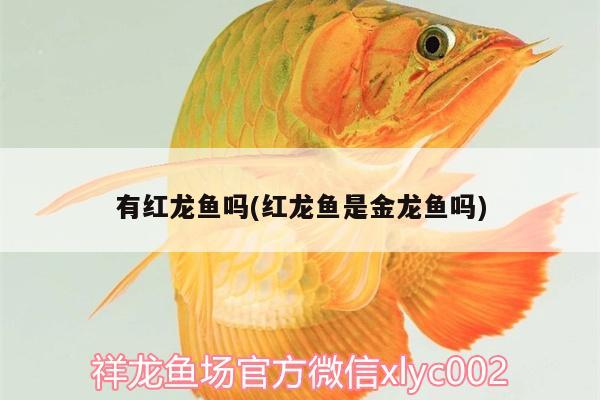 有紅龍魚嗎(紅龍魚是金龍魚嗎) 女王大帆魚