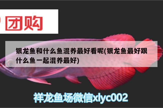 銀龍魚和什么魚混養(yǎng)最好看呢(銀龍魚最好跟什么魚一起混養(yǎng)最好) 銀龍魚百科