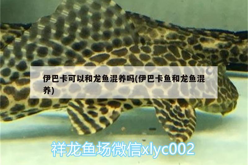 伊巴卡可以和龍魚混養(yǎng)嗎(伊巴卡魚和龍魚混養(yǎng)) 伊巴卡魚