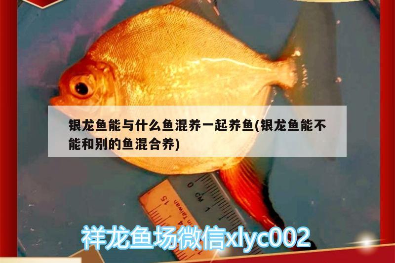 銀龍魚能與什么魚混養(yǎng)一起養(yǎng)魚(銀龍魚能不能和別的魚混合養(yǎng)) 銀龍魚