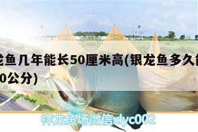 銀龍魚幾年能長50厘米高(銀龍魚多久能長到50公分) 銀龍魚百科