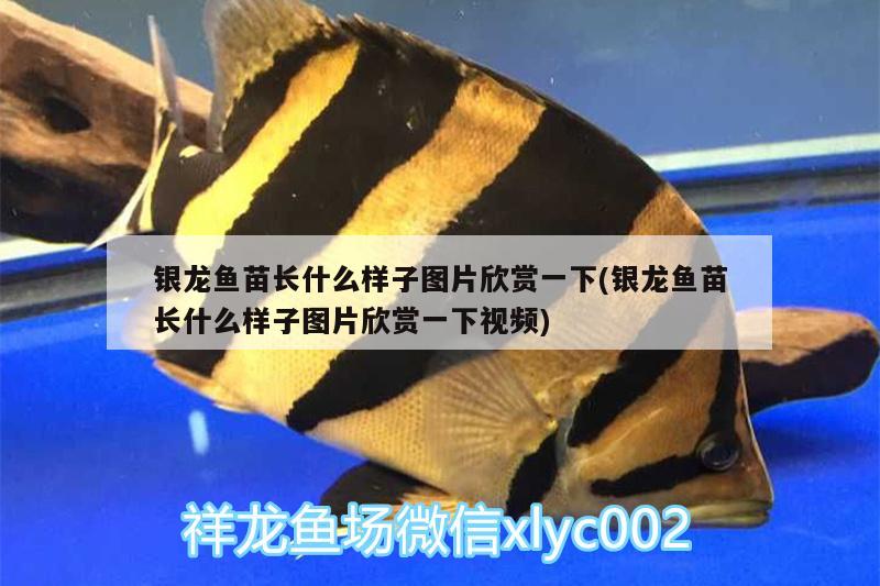 銀龍魚苗長什么樣子圖片欣賞一下(銀龍魚苗長什么樣子圖片欣賞一下視頻)