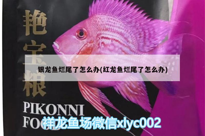 銀龍魚爛尾了怎么辦(紅龍魚爛尾了怎么辦) 銀龍魚