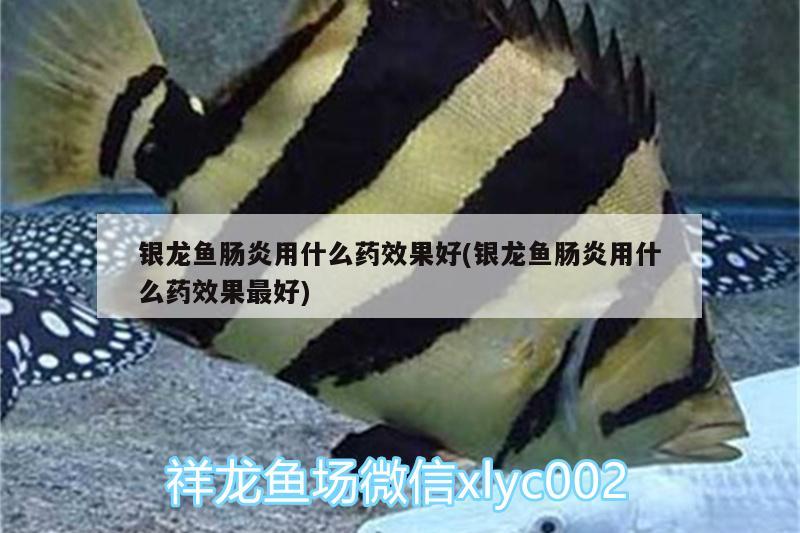 銀龍魚(yú)腸炎用什么藥效果好(銀龍魚(yú)腸炎用什么藥效果最好) 銀龍魚(yú)