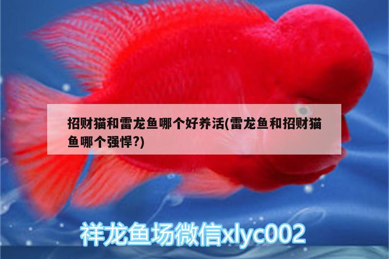 招財(cái)貓和雷龍魚哪個(gè)好養(yǎng)活(雷龍魚和招財(cái)貓魚哪個(gè)強(qiáng)悍?) 胭脂孔雀龍魚