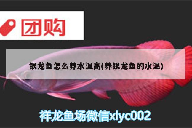 銀龍魚怎么養(yǎng)水溫高(養(yǎng)銀龍魚的水溫) 銀龍魚百科