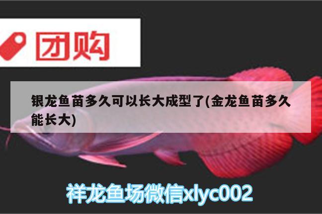 銀龍魚苗多久可以長大成型了(金龍魚苗多久能長大)