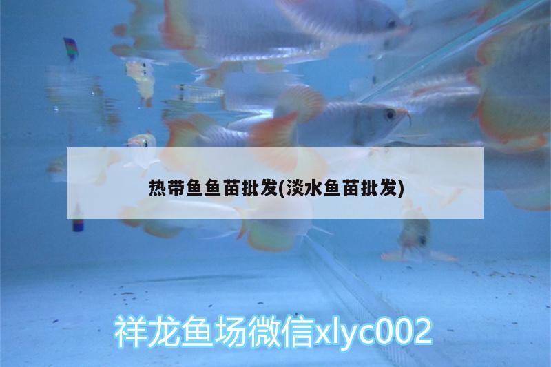 熱帶魚魚苗批發(fā)(淡水魚苗批發(fā)) 泰龐海鰱魚