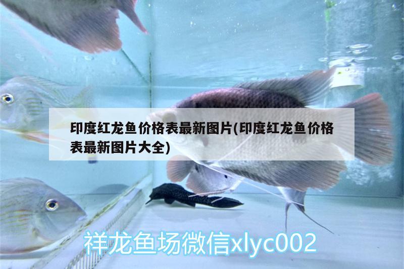 印度紅龍魚價格表最新圖片(印度紅龍魚價格表最新圖片大全)