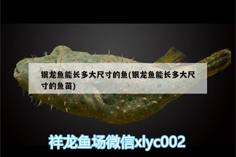 銀龍魚能長多大尺寸的魚(銀龍魚能長多大尺寸的魚苗)