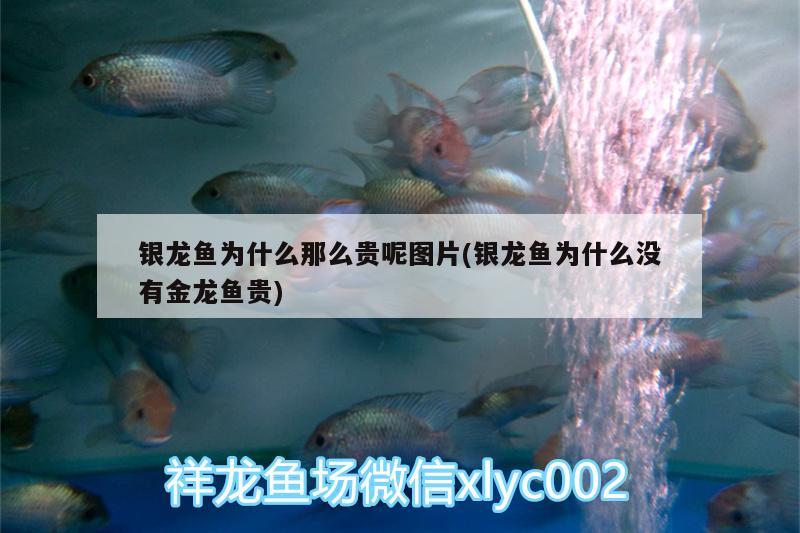 銀龍魚為什么那么貴呢圖片(銀龍魚為什么沒有金龍魚貴)