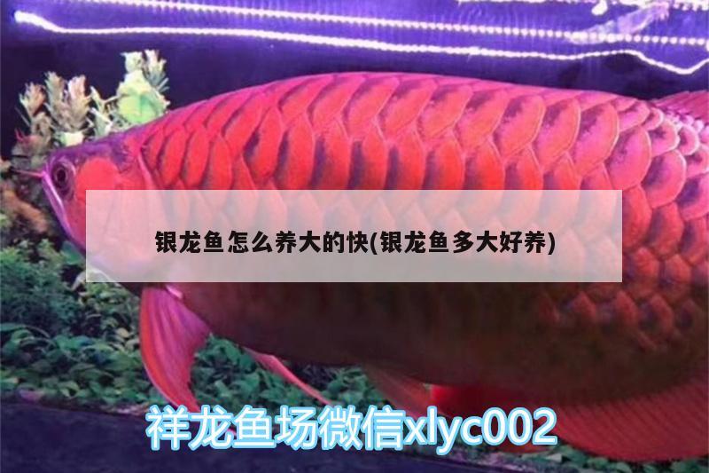 銀龍魚怎么養(yǎng)大的快(銀龍魚多大好養(yǎng)) 銀龍魚百科