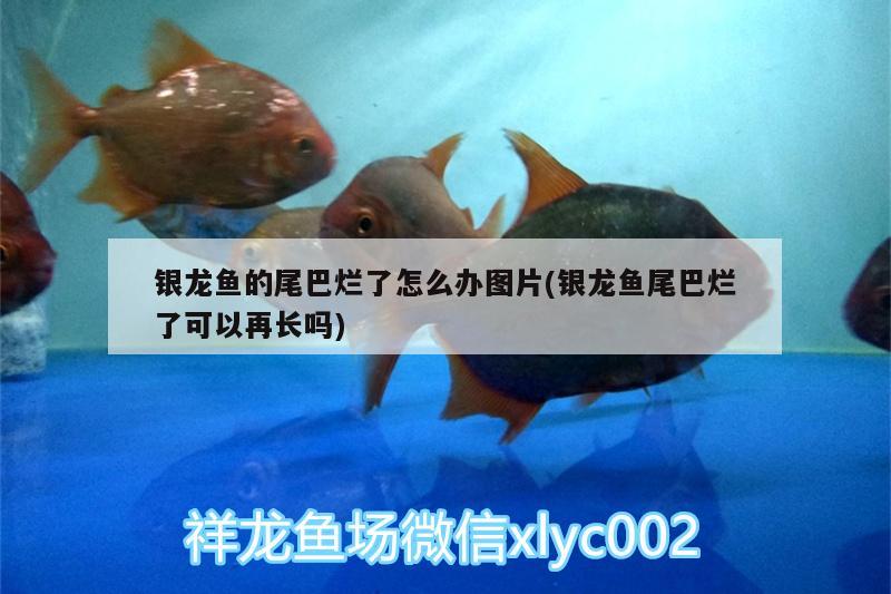 銀龍魚(yú)的尾巴爛了怎么辦圖片(銀龍魚(yú)尾巴爛了可以再長(zhǎng)嗎) 銀龍魚(yú) 第3張