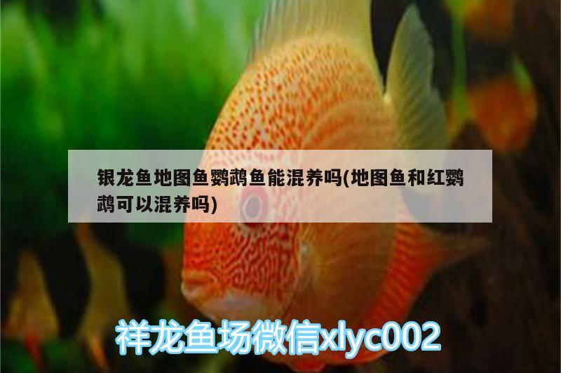 銀龍魚地圖魚鸚鵡魚能混養(yǎng)嗎(地圖魚和紅鸚鵡可以混養(yǎng)嗎)