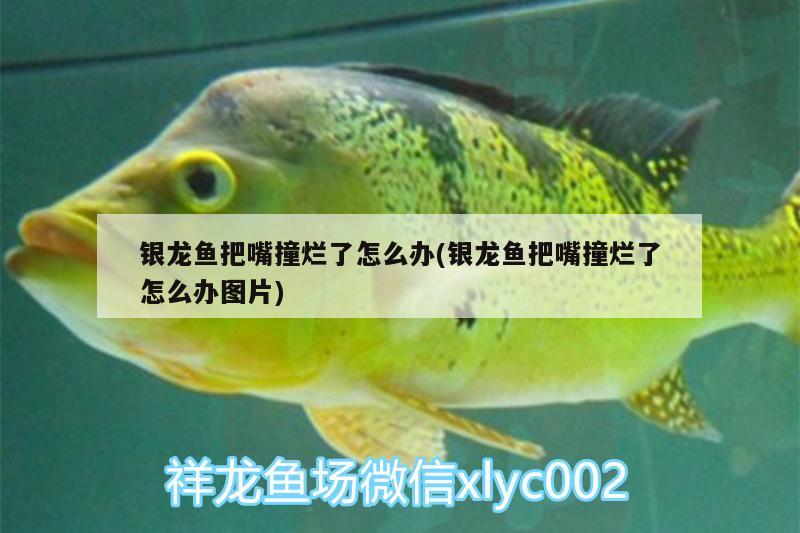 銀龍魚把嘴撞爛了怎么辦(銀龍魚把嘴撞爛了怎么辦圖片)