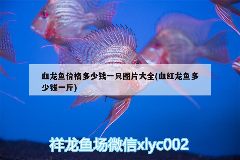 血龍魚價格多少錢一只圖片大全(血紅龍魚多少錢一斤)