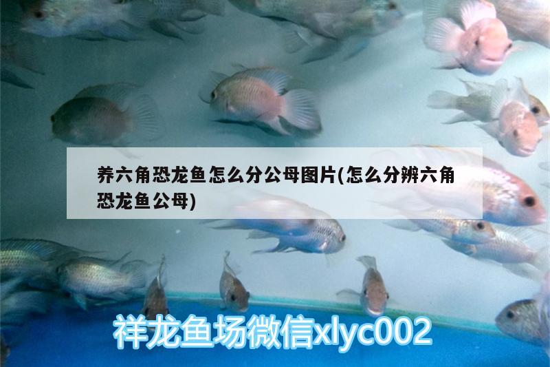 養(yǎng)六角恐龍魚怎么分公母圖片(怎么分辨六角恐龍魚公母) 新加坡號(hào)半紅龍魚（練手級(jí)紅龍魚）