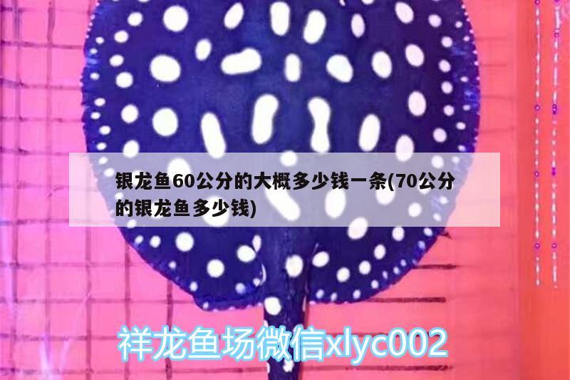 銀龍魚60公分的大概多少錢一條(70公分的銀龍魚多少錢)